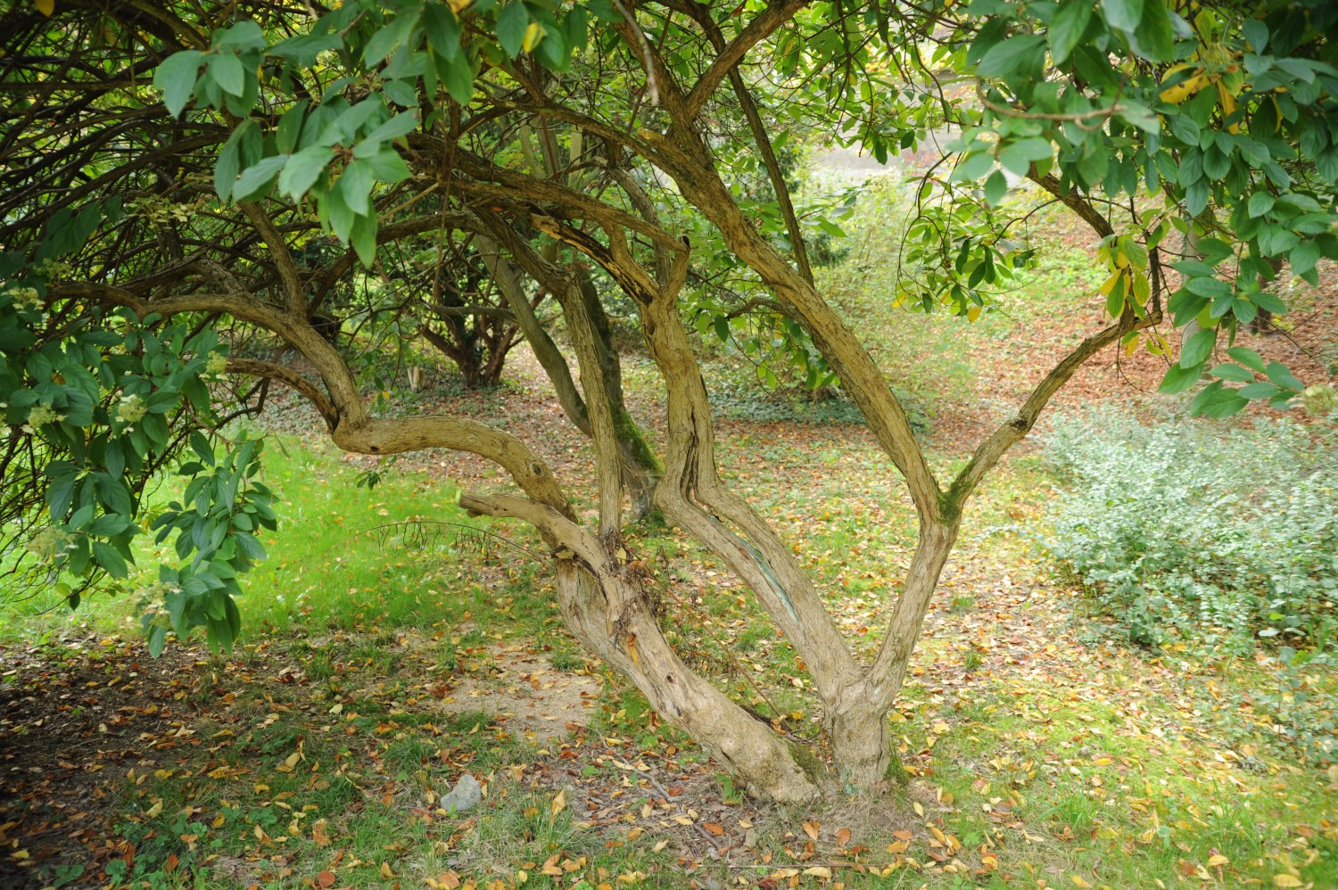 Hydrangea paniculata - Rothenburg/Oberlausitz - September 2014