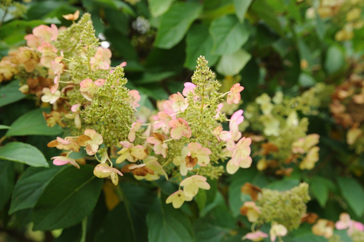 Hydrangea paniculata - Rothenburg/Oberlausitz - September 2014