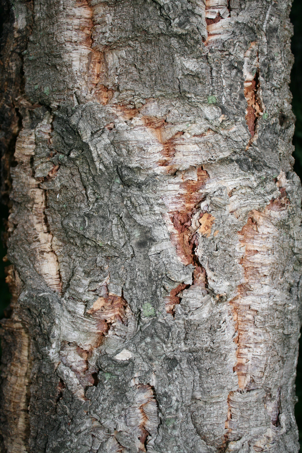 Quercus suber - Weinheim - Sept. 2013