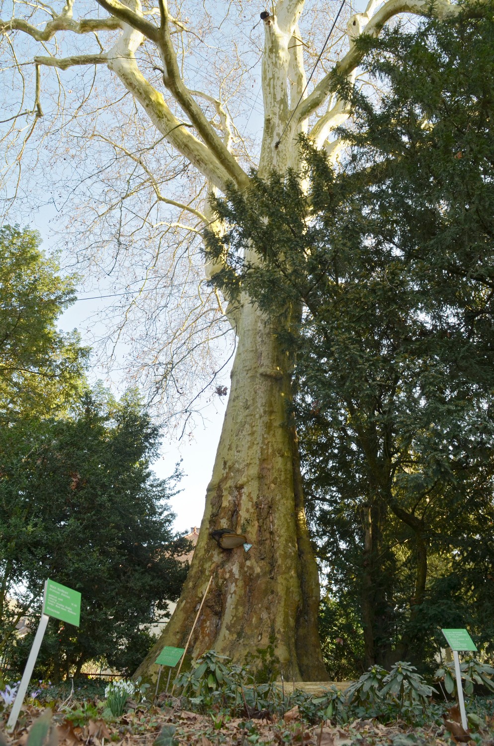 Platanus × hispanica - Weinheim-Hermannshof - Februar 2021