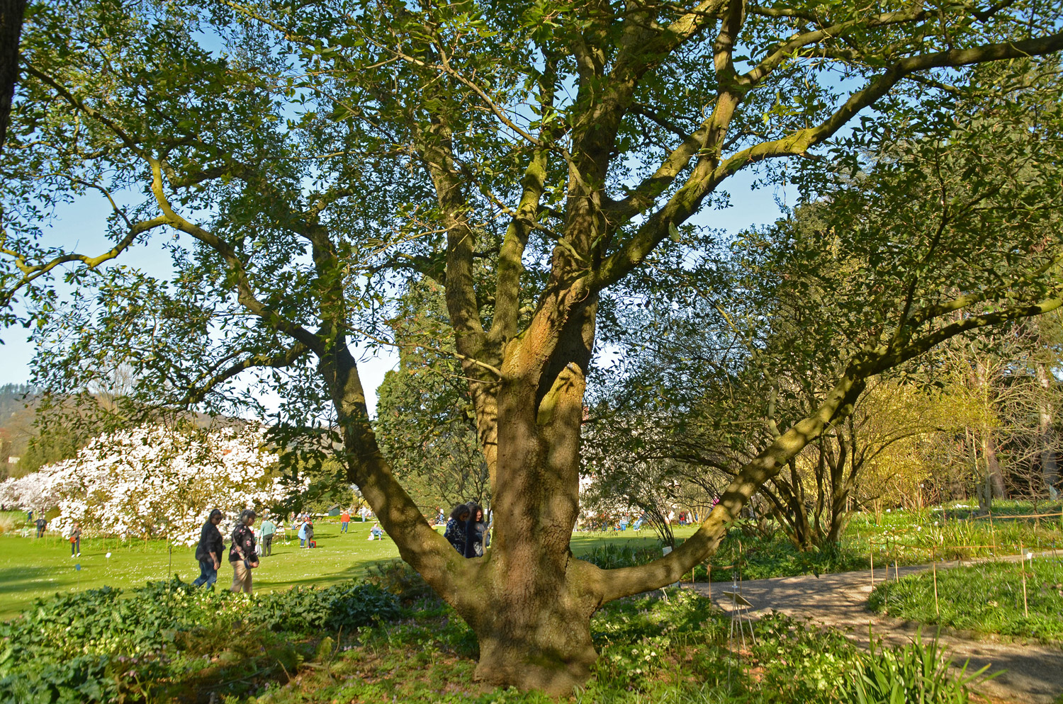 Quercus × turneri 'Pseudoturneri' - Weinheim-Hermannshof - März 2025