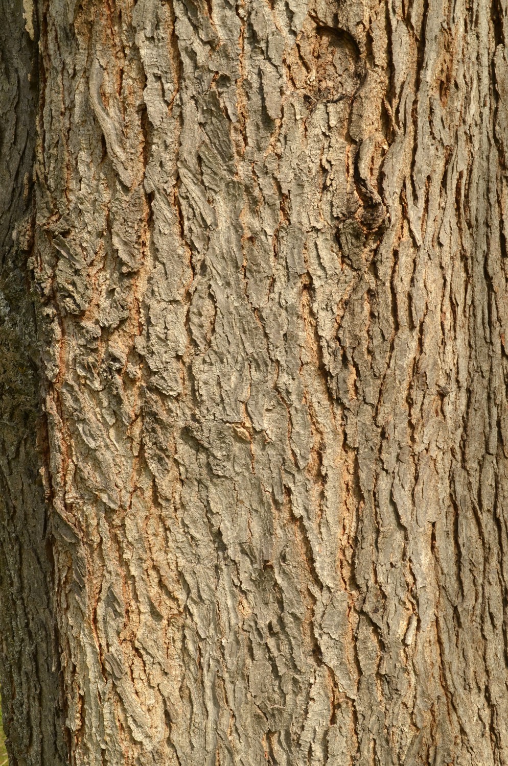 Gymnocladus dioicus - Schlosspark Eichtersheim - 2021