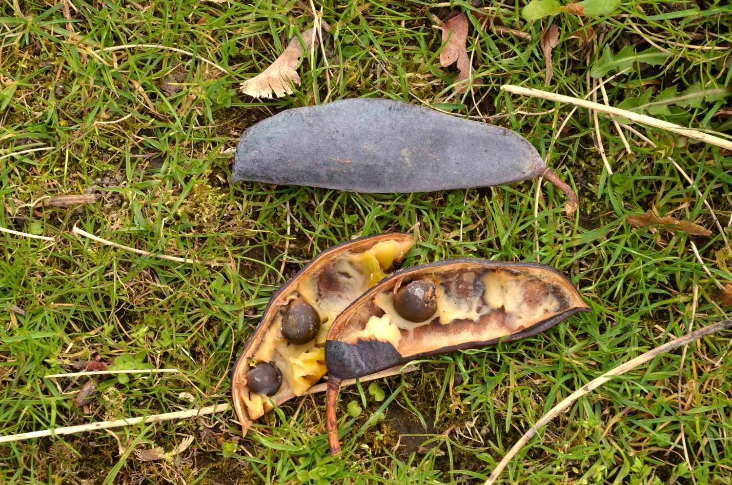 Gymnocladus dioicus - Schlosspark Eichtersheim - 2021