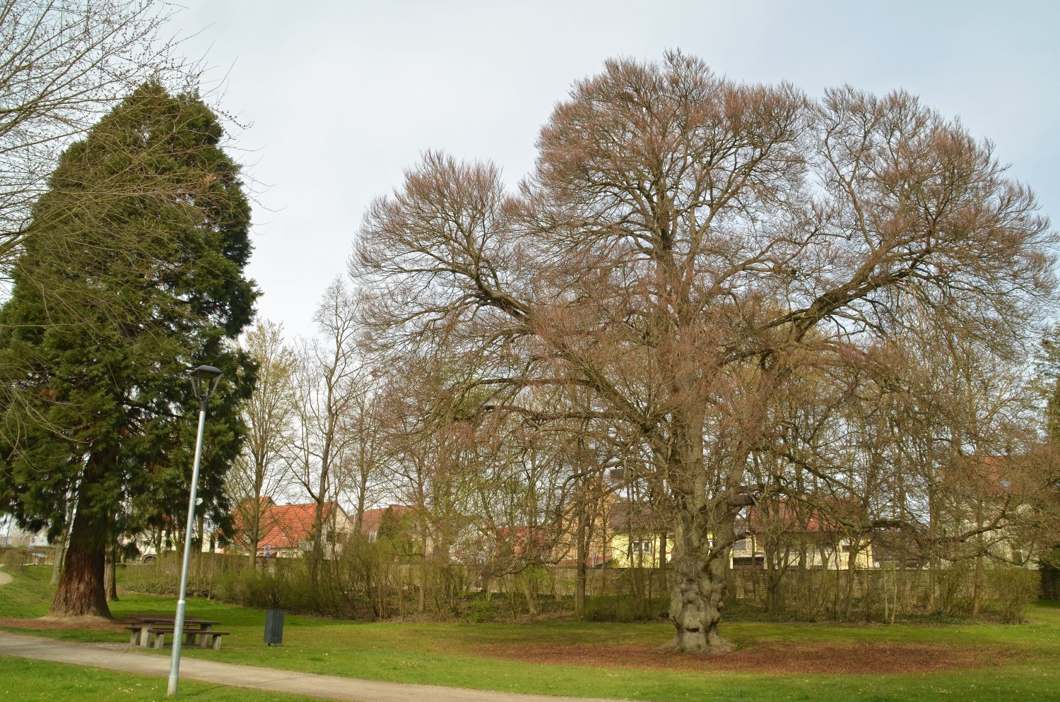 'Asplenifolia' Fagus sylvatica