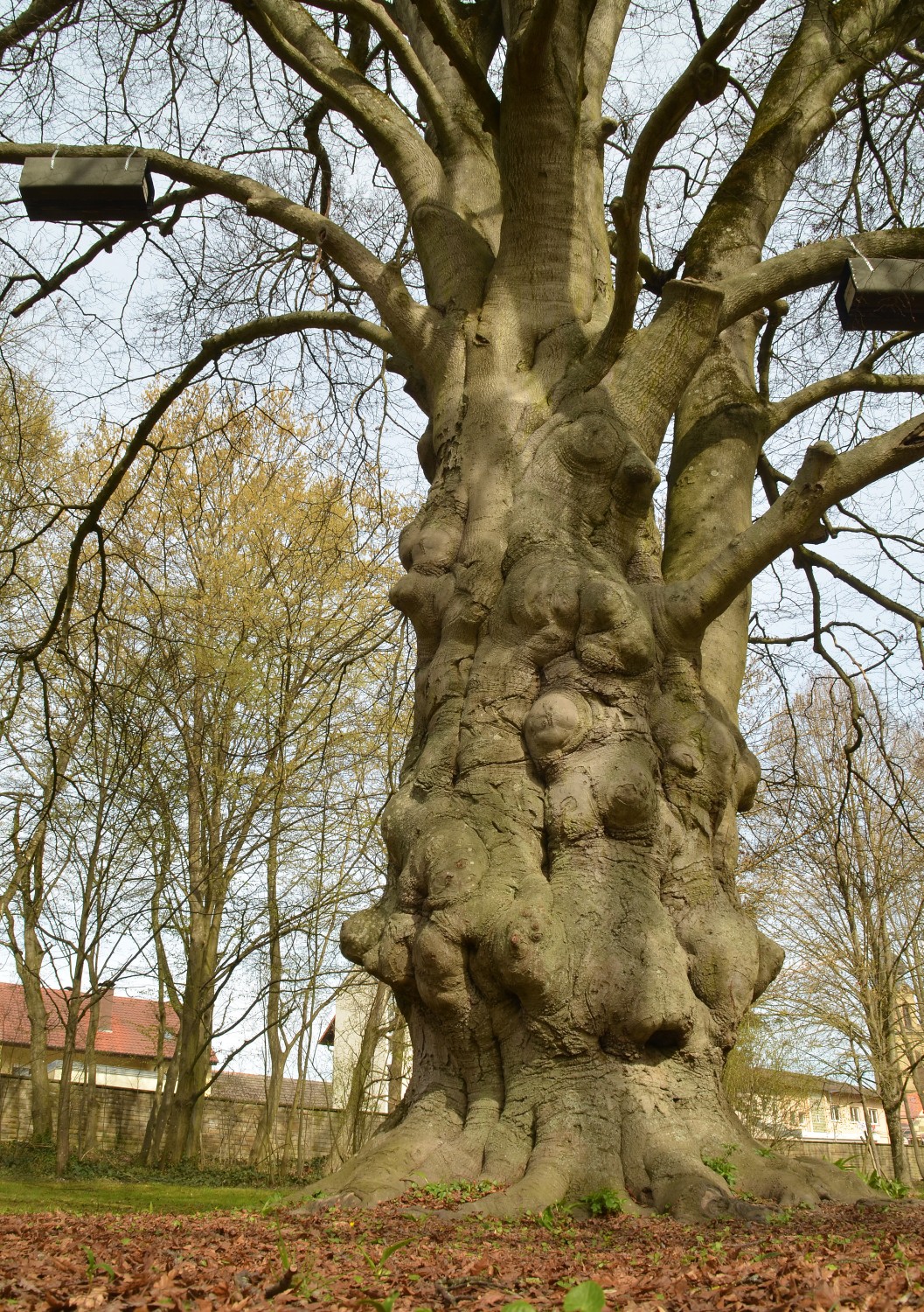Fagus sylvatica 'Asplenifolia' - Schlosspark Eichtersheim - 2021