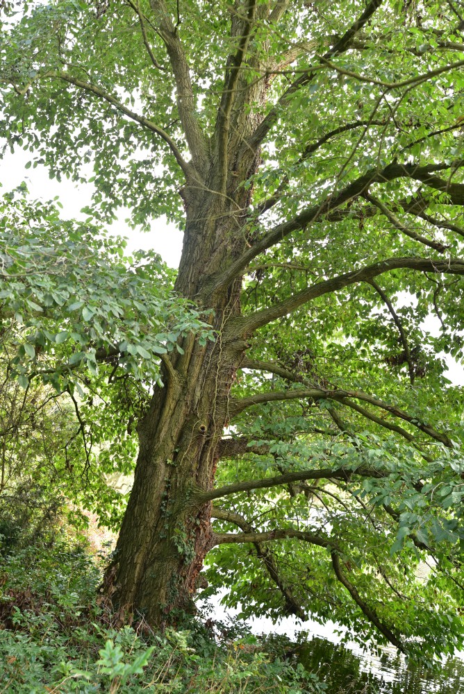Alnus japonica - Wörlitz - 2017