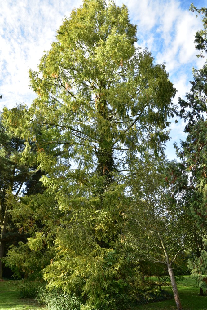 glyptostroboides Metasequoia