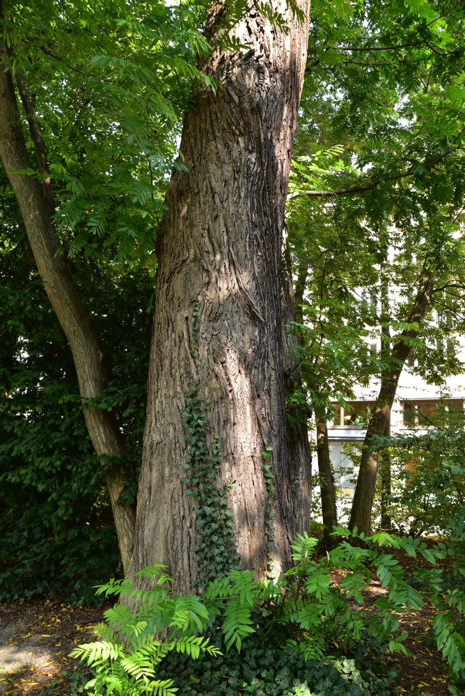 Pterocarya stenoptera