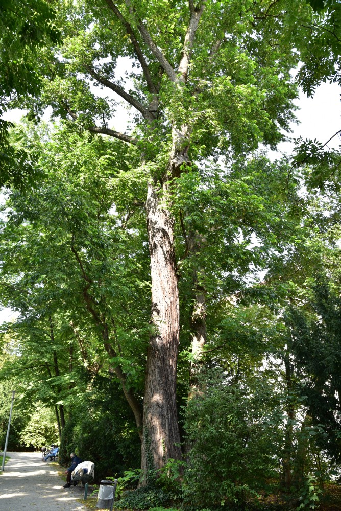 Pterocarya stenoptera - München - 2017