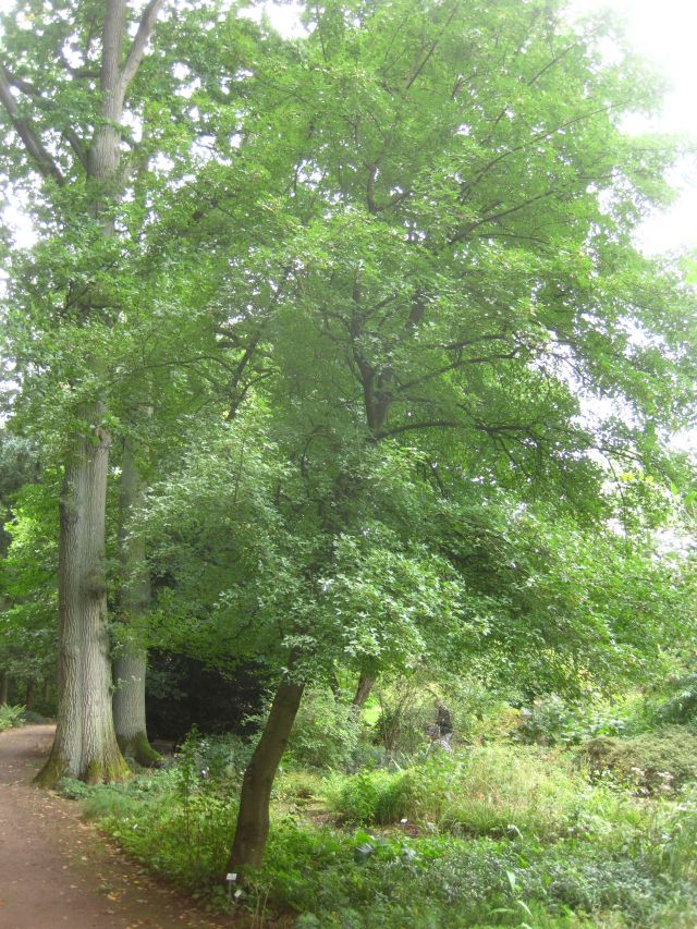 Acer monspessulanum