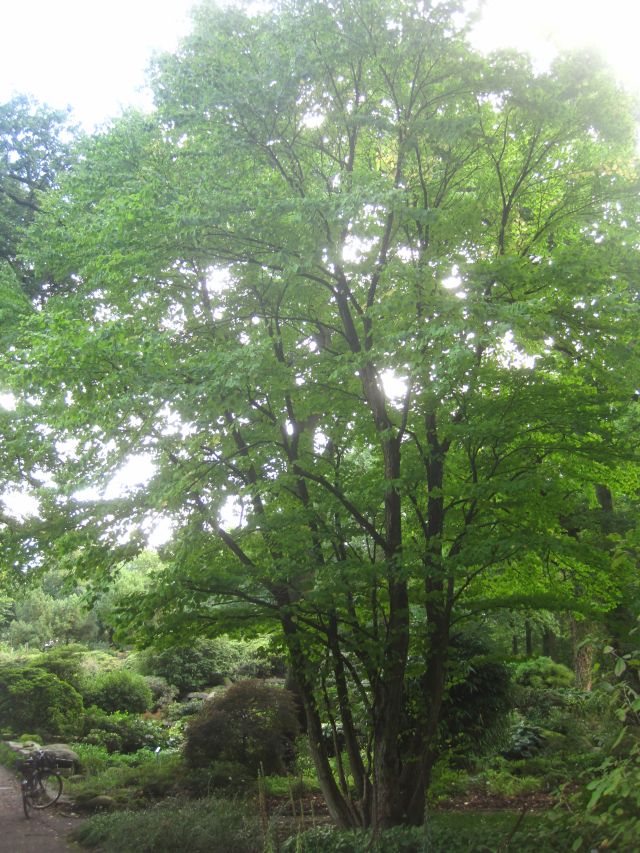 Cercidiphyllum japonicum