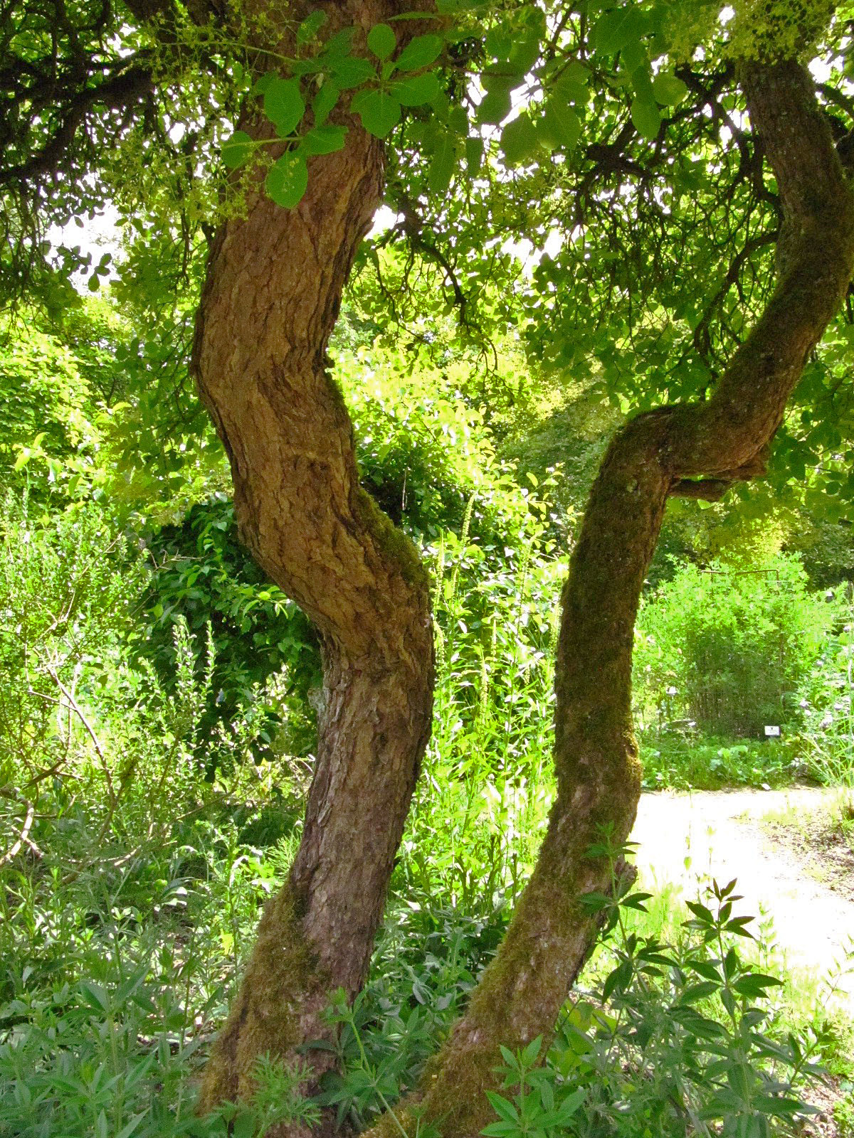 Cotinus coggygria - Bremen-Horn - Juni 2025