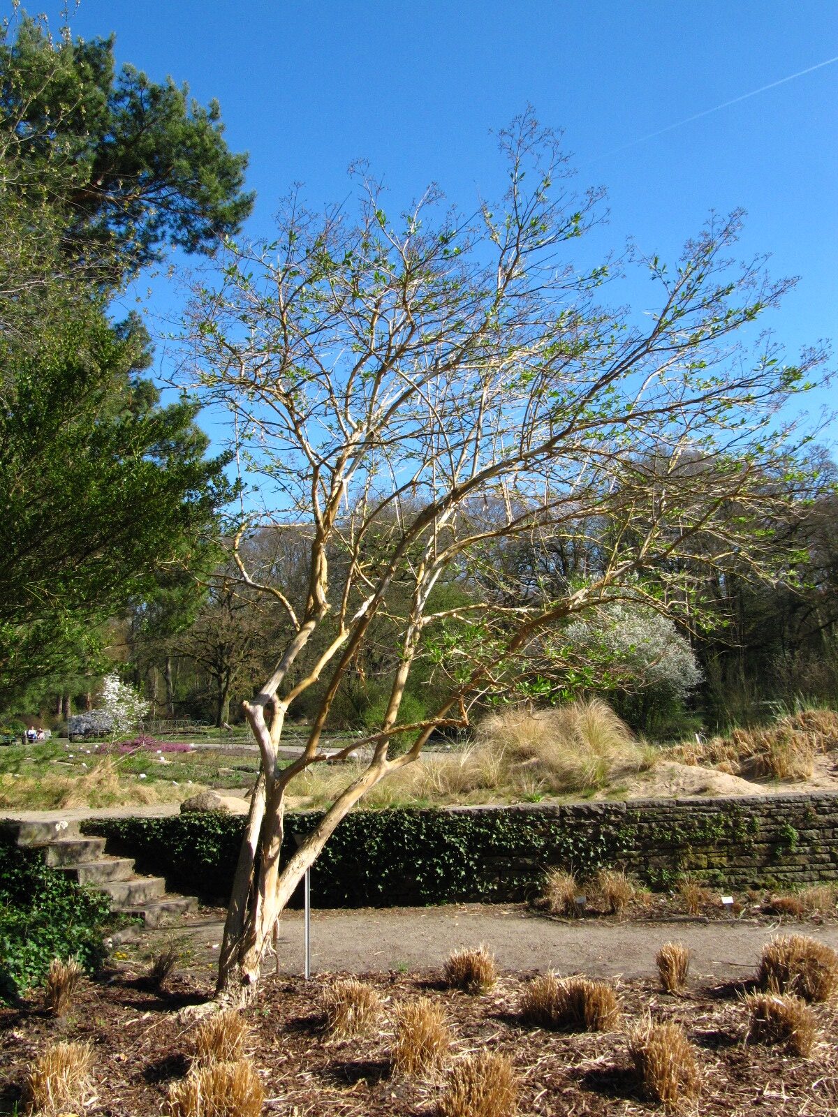 Heptacodium miconioides