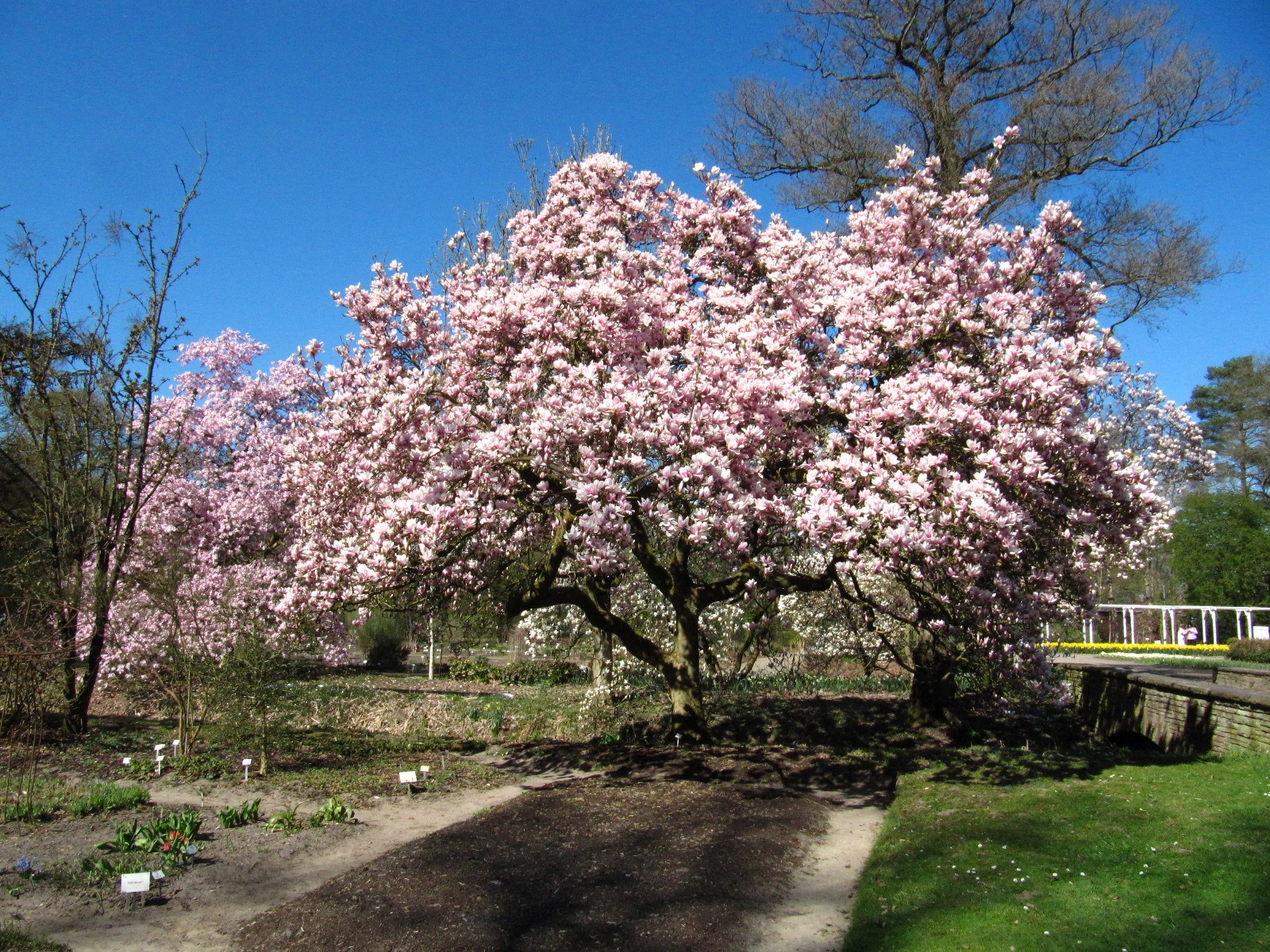 × soulangeana Magnolia