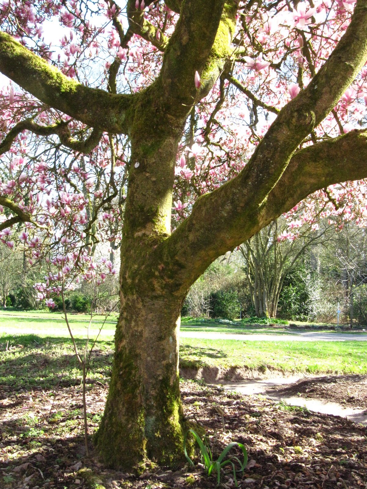 Magnolia × soulangeana - Bremen-Horn - April 2025