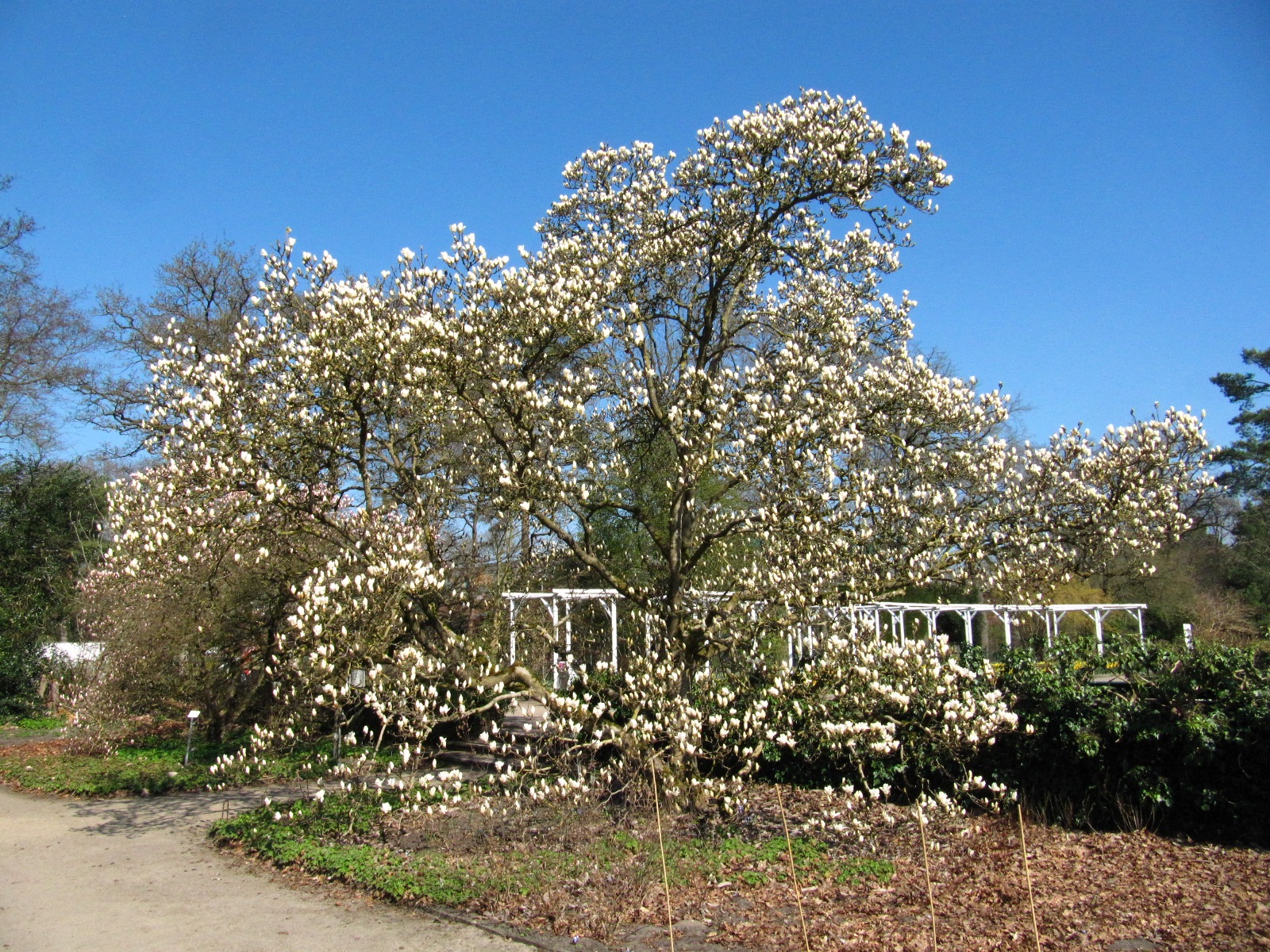 'Brozzonii' × soulangeana Magnolia