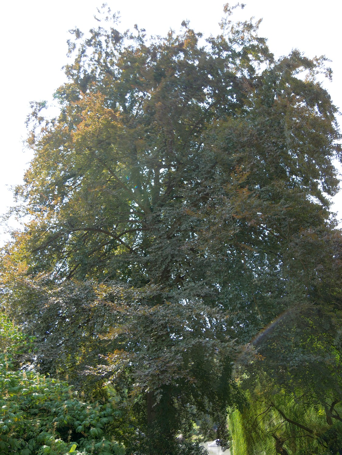 'Purpurea Tricolor' Fagus sylvatica