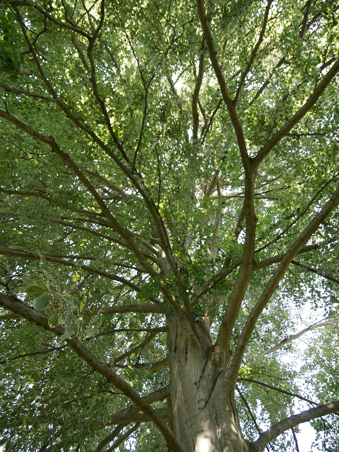 Fagus sylvatica 'Purpurea Tricolor' - Marburg - 2020
