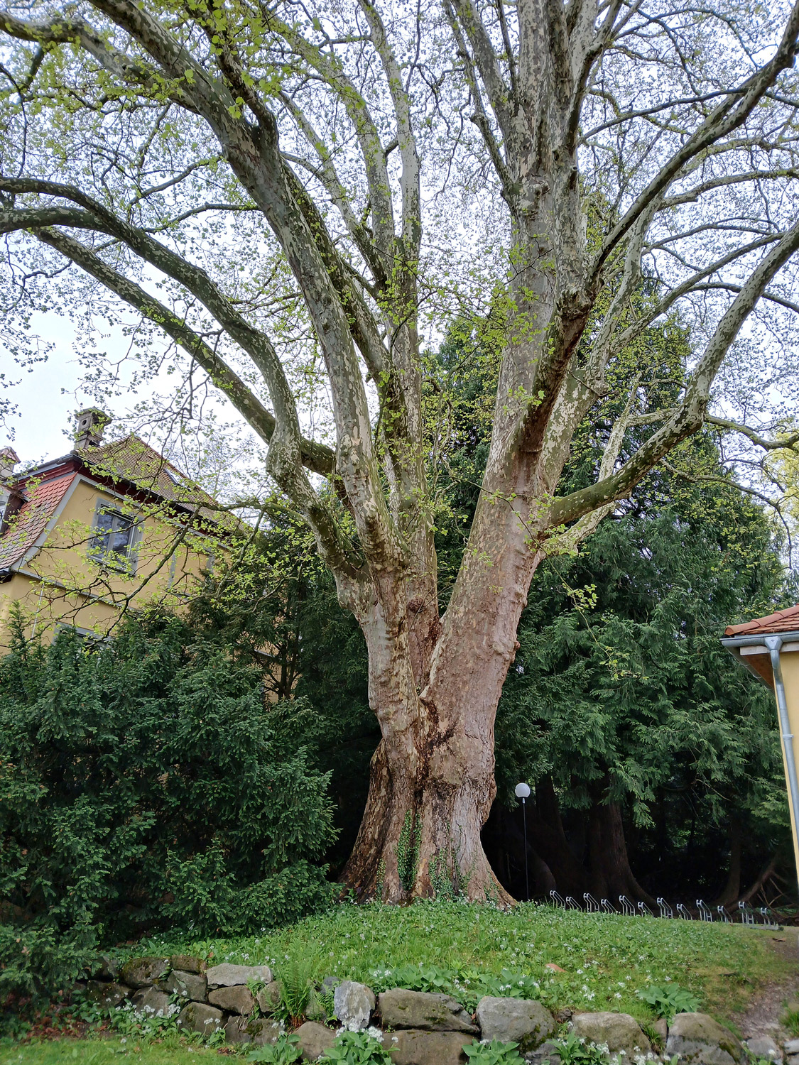 Platanus × hispanica - Lindau-Bad Schachen - April 2025
