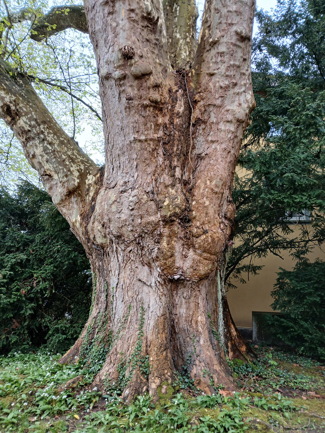Platanus × hispanica - Lindau-Bad Schachen - April 2025