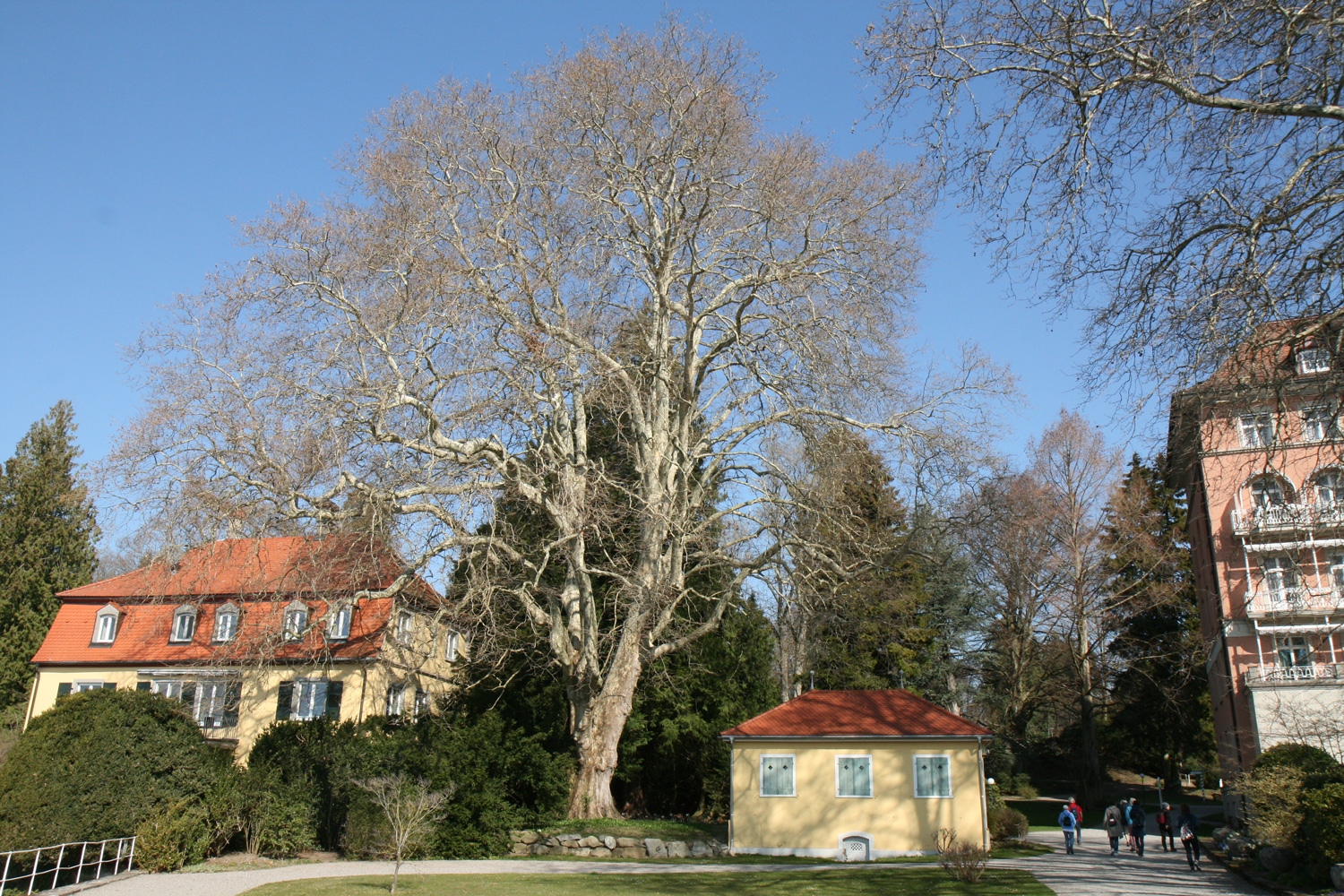 × hispanica Platanus