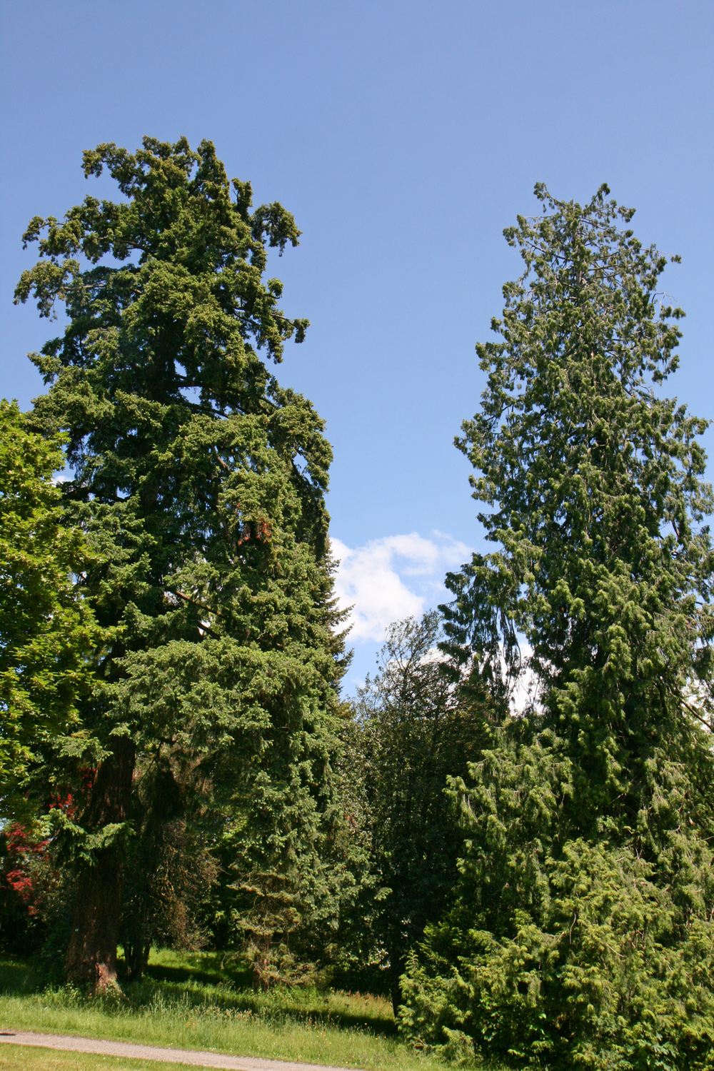 Thuja plicata - Bad Schachen, Lindenhofpark - Mai 2024