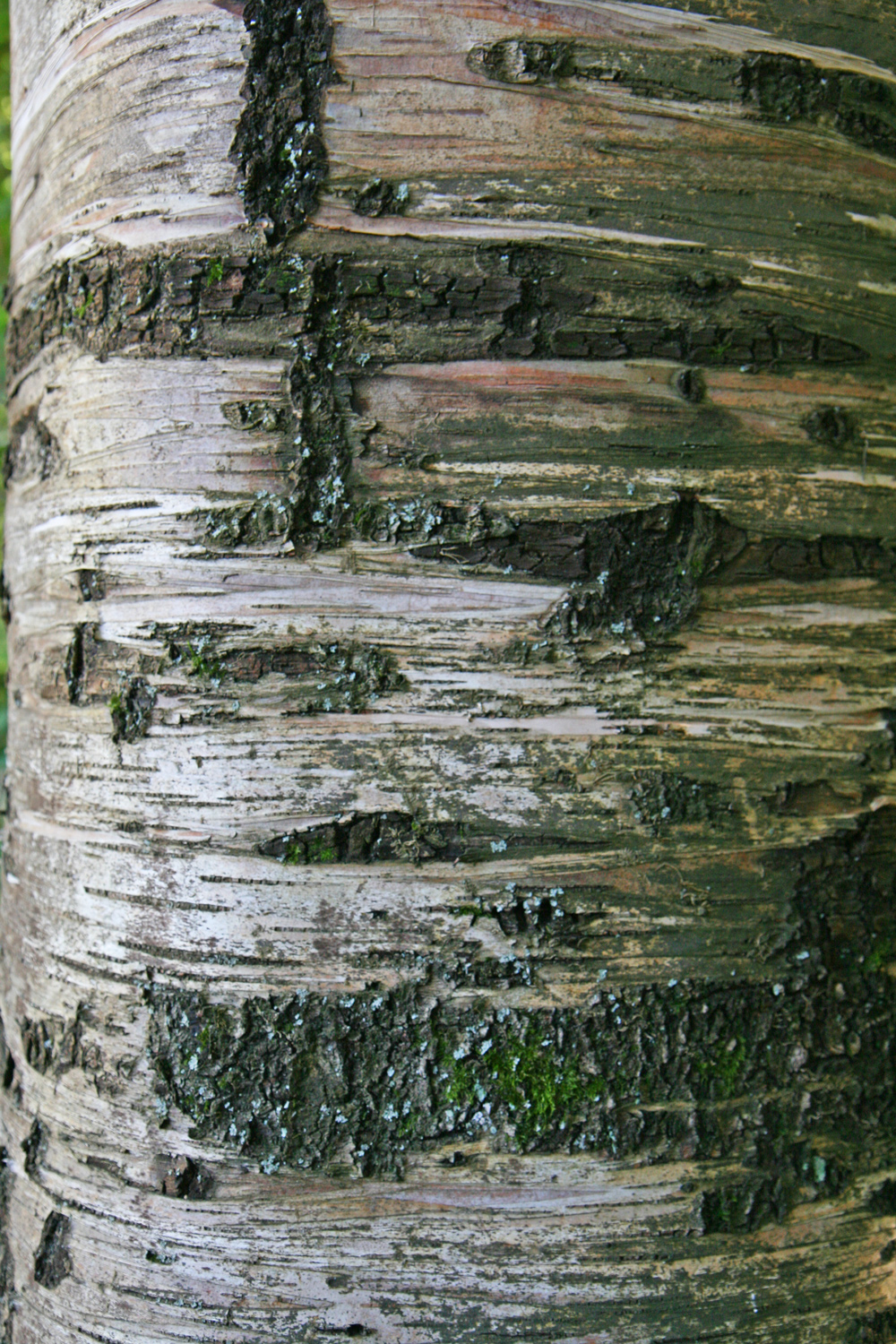 Betula papyrifera