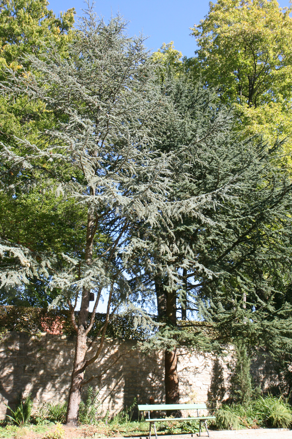 'Glauca' atlantica Cedrus