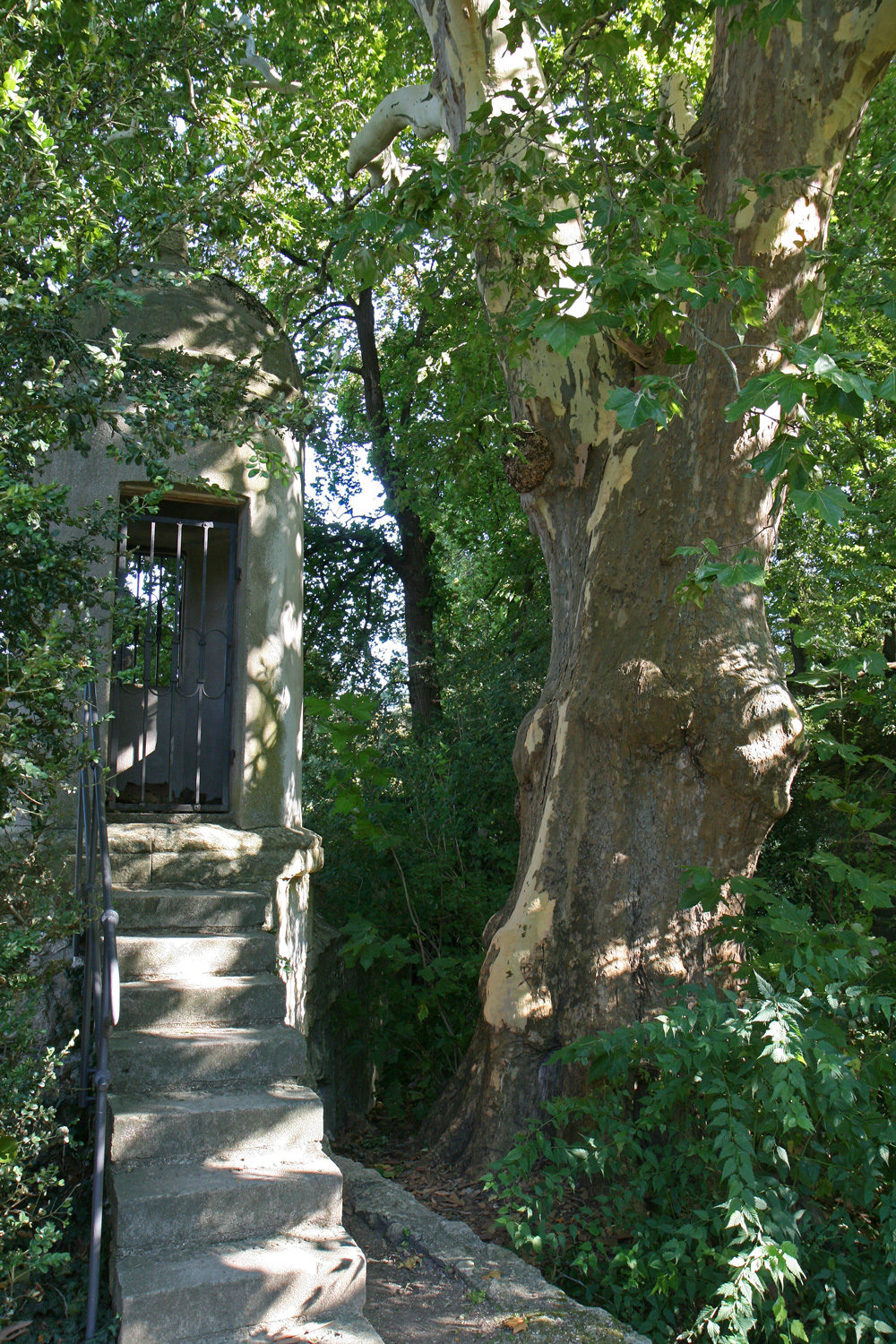 × hispanica Platanus