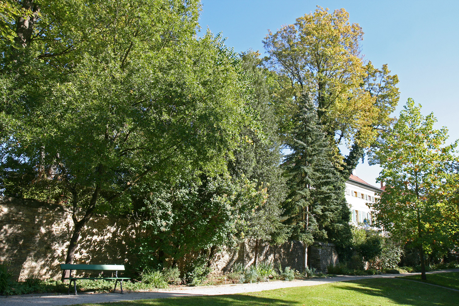 'Kelleriis' Abies pinsapo