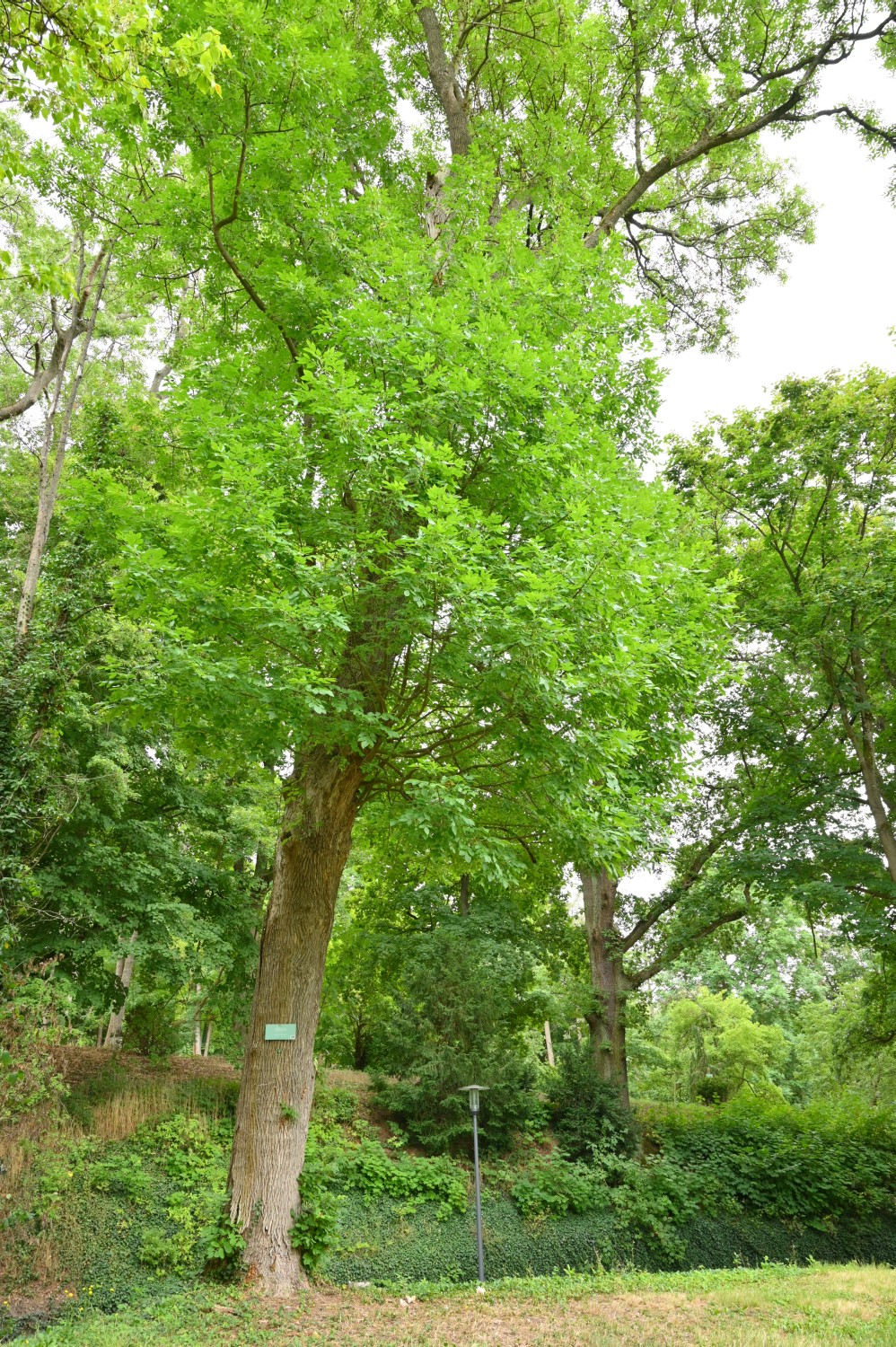 Fraxinus latifolia - Nordhausen, Park Hohenrode - 2022