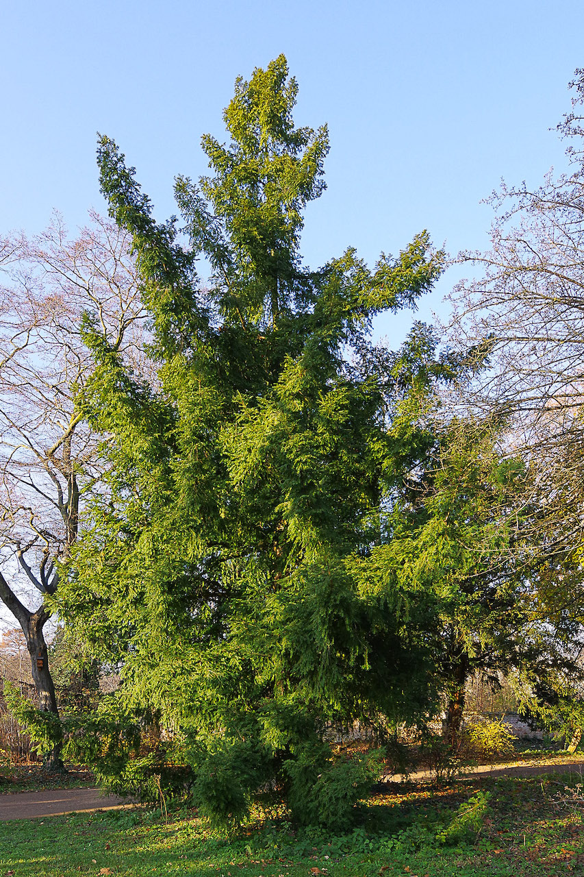 nucifera Torreya