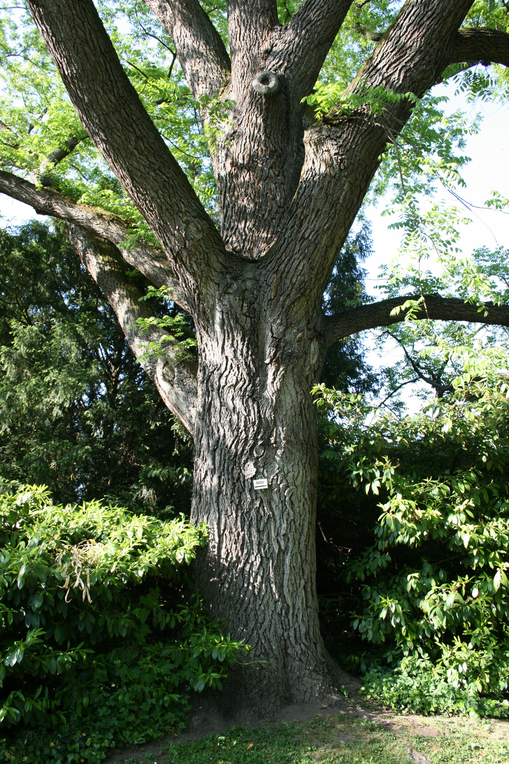 Juglans nigra - Geisenheim - Mai 2009