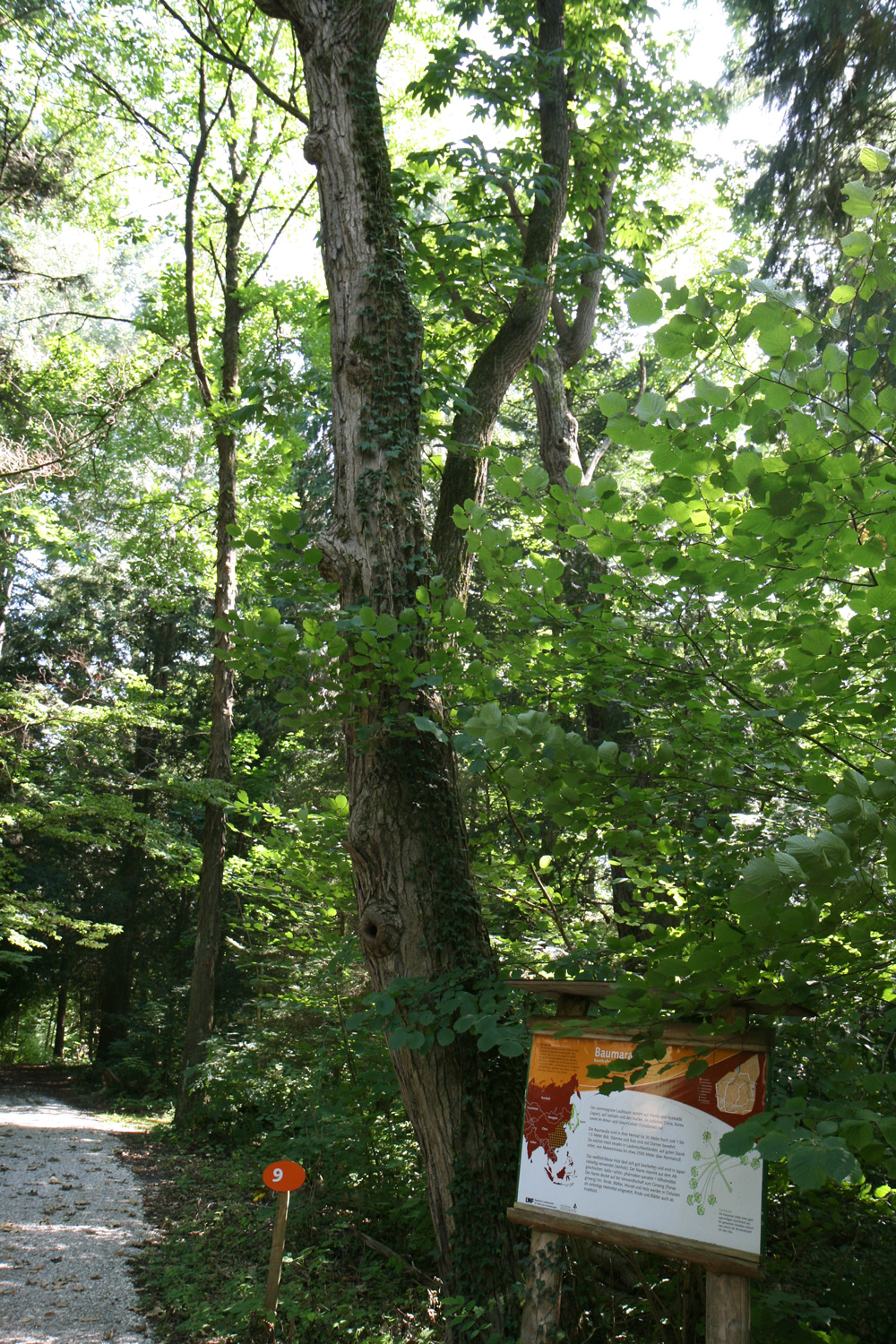 Kalopanax septemlobus