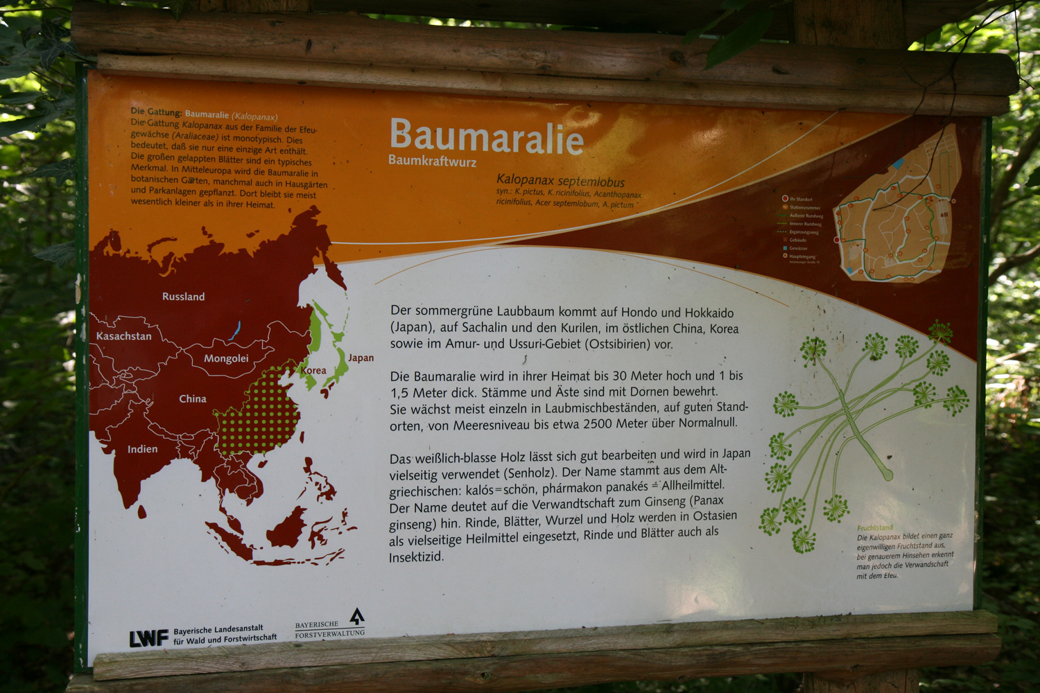 Kalopanax septemlobus - Grafrath - Aug. 2012