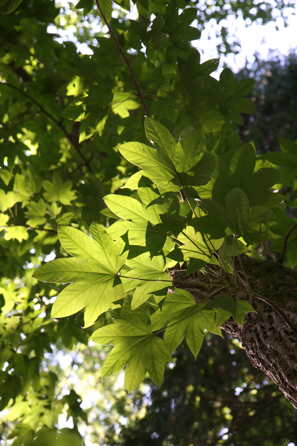 Kalopanax septemlobus - Grafrath - Aug. 2012