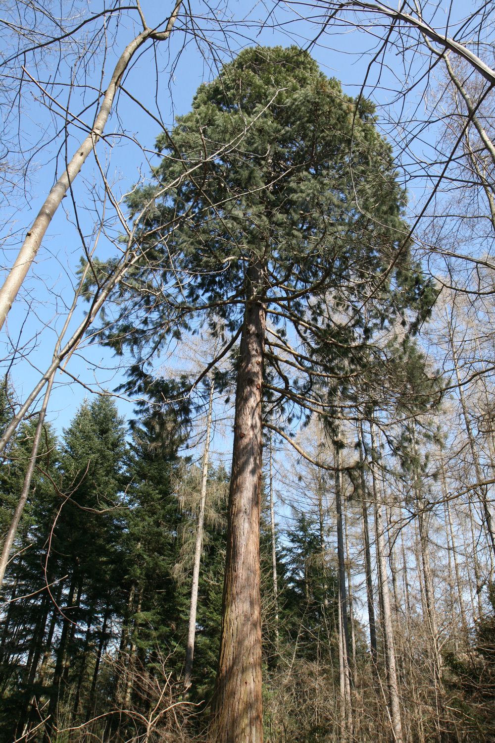 giganteum Sequoiadendron