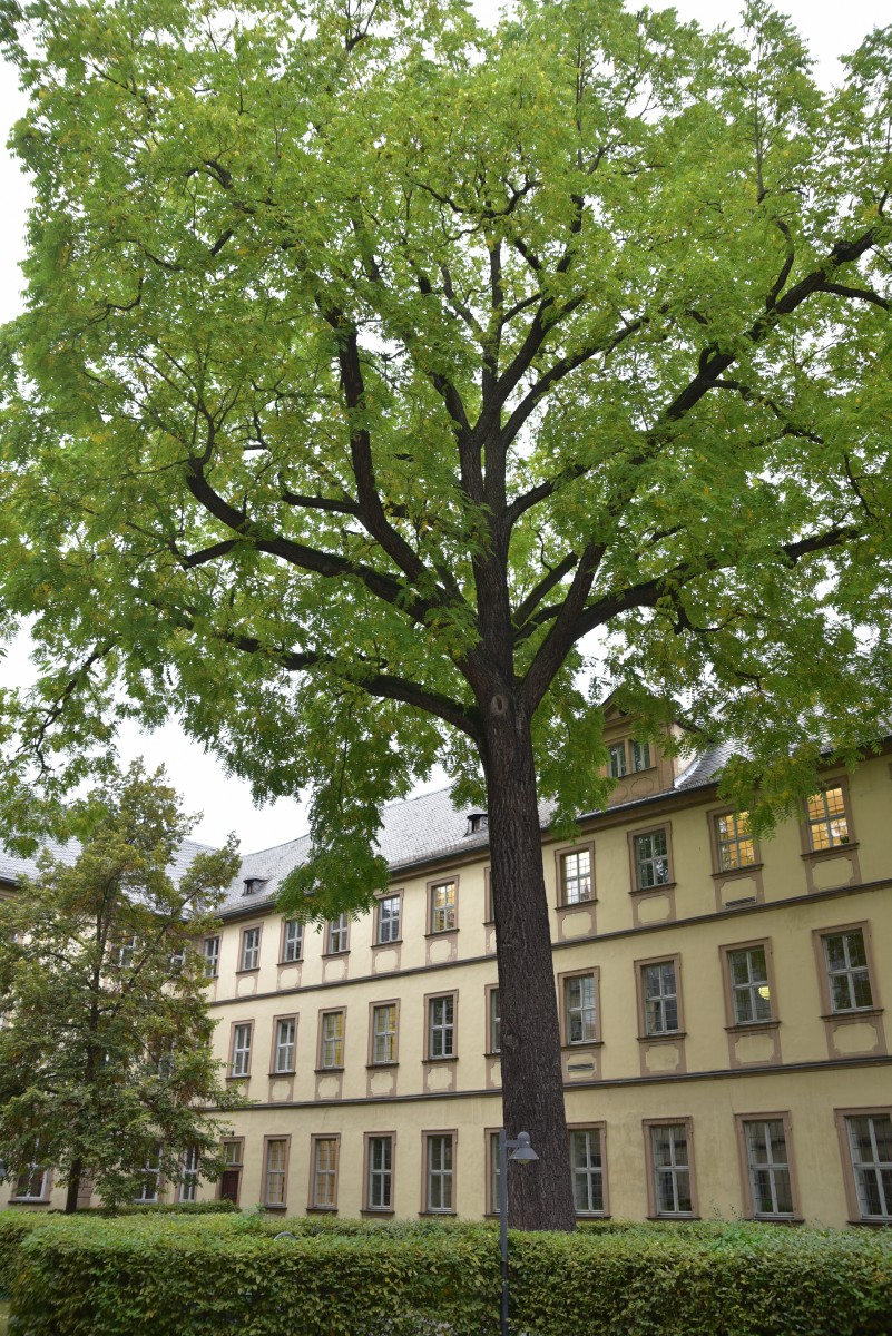 Juglans nigra - Bamberg - Oktober 2016