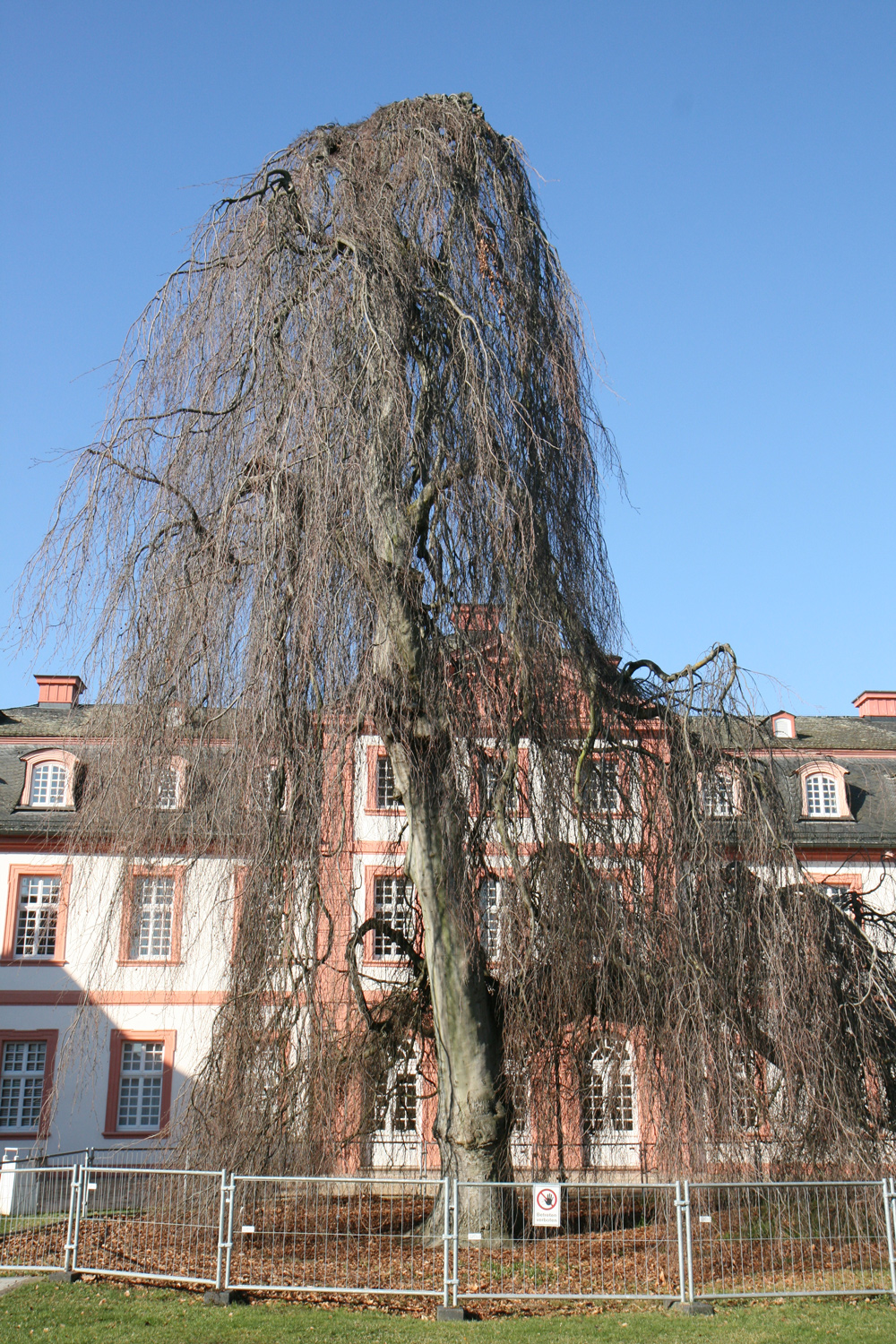 Fagus sylvatica 'Pendula' - Wiesbaden-Biebrich - Febr. 2019