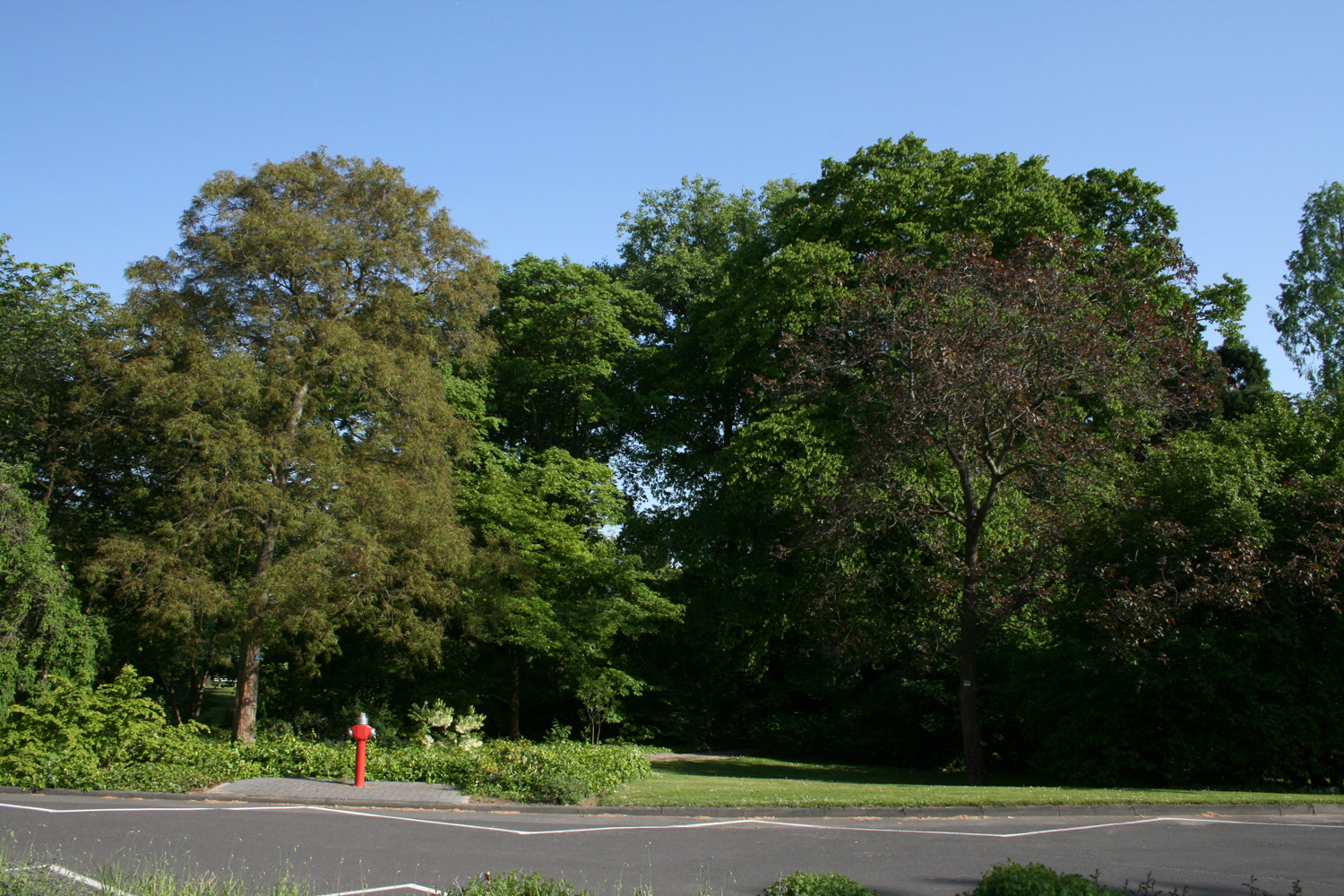 'Purpurea' Juglans regia