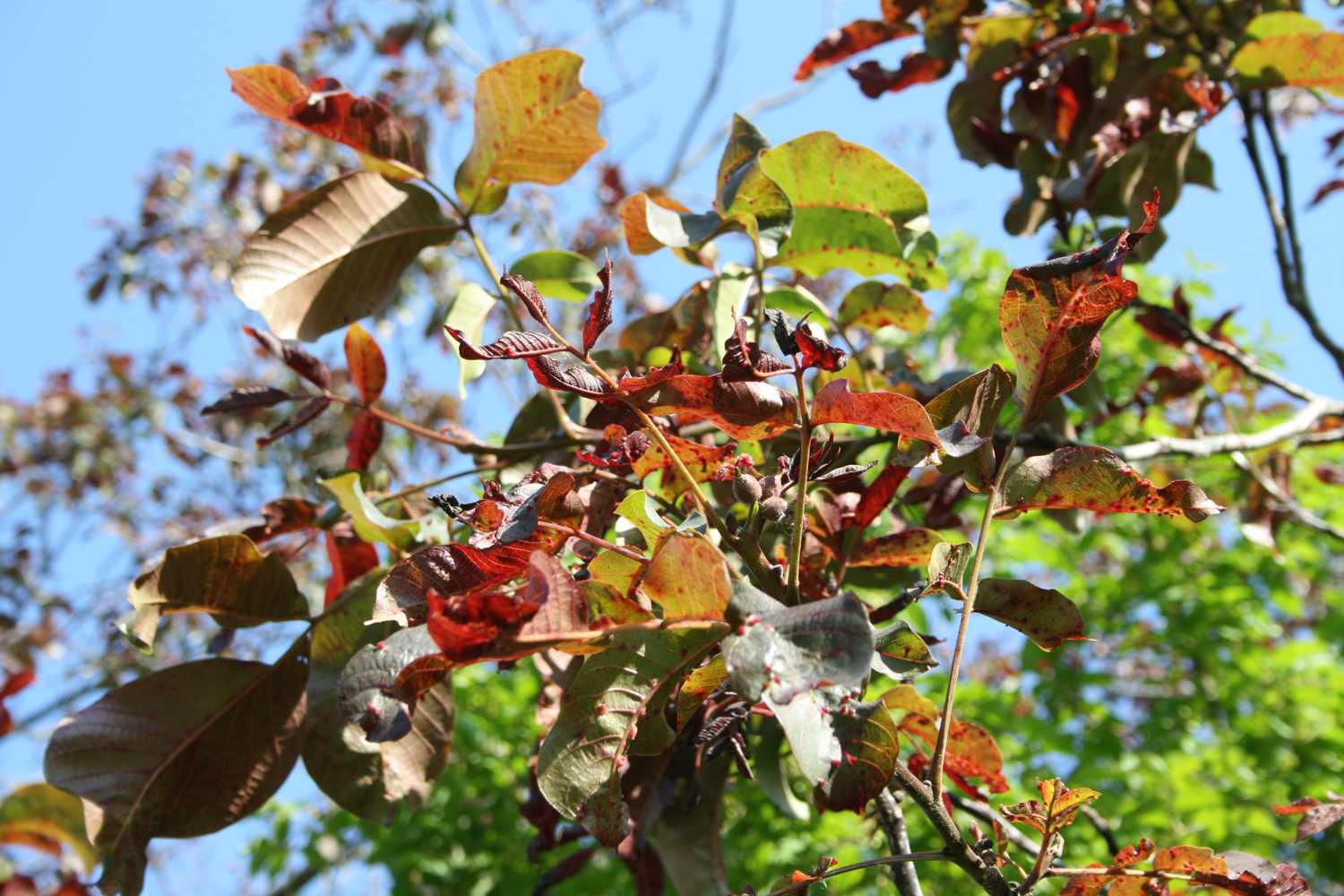 Juglans regia 'Purpurea' - Geisenheim - Jan. 2025