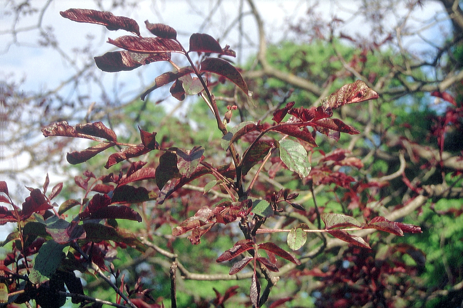 Juglans regia 'Purpurea' - Geisenheim - Mai 2009