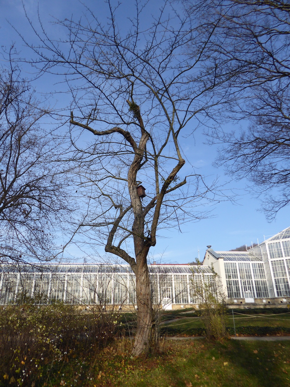Crataegus punctata var. aurea - Dresden-Pillnitz - November 2019