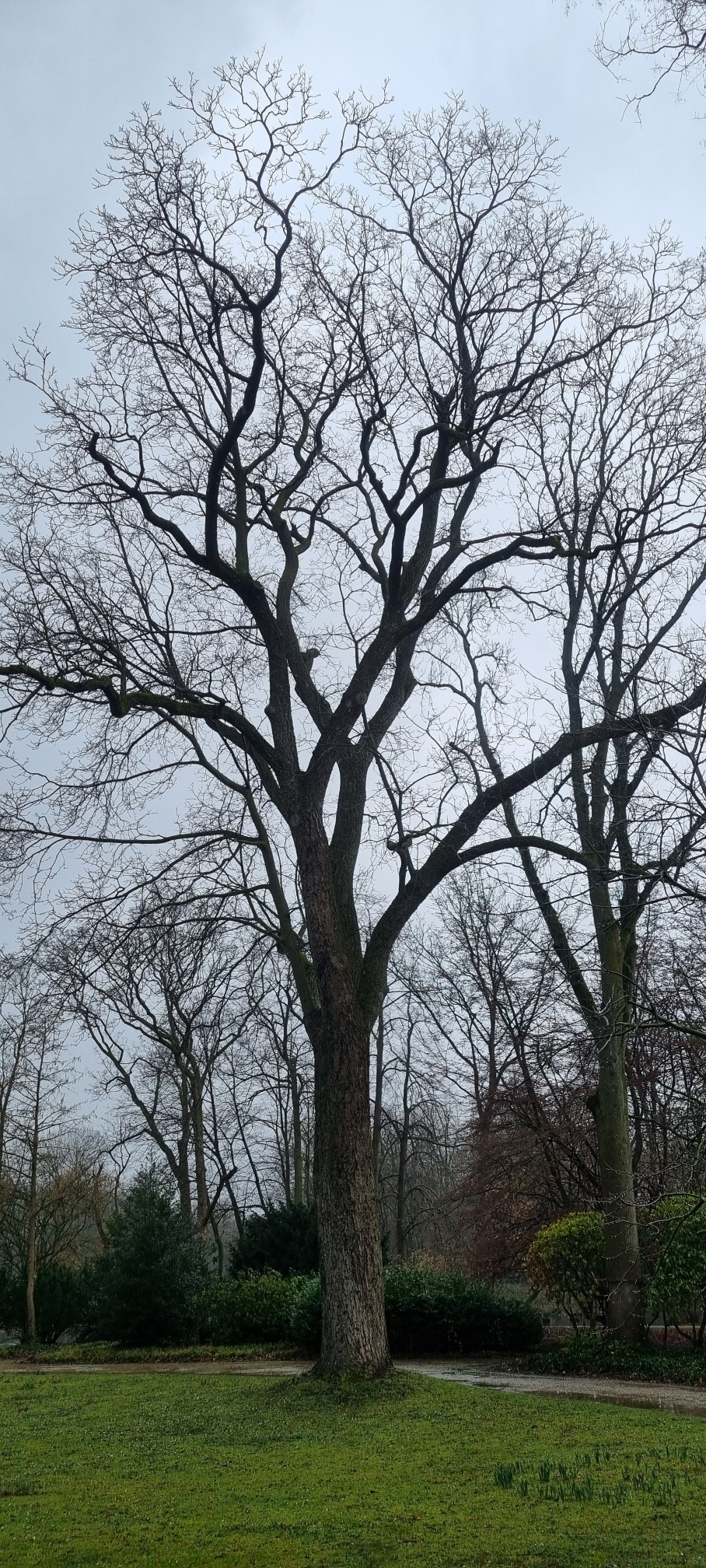 × intermedia Juglans