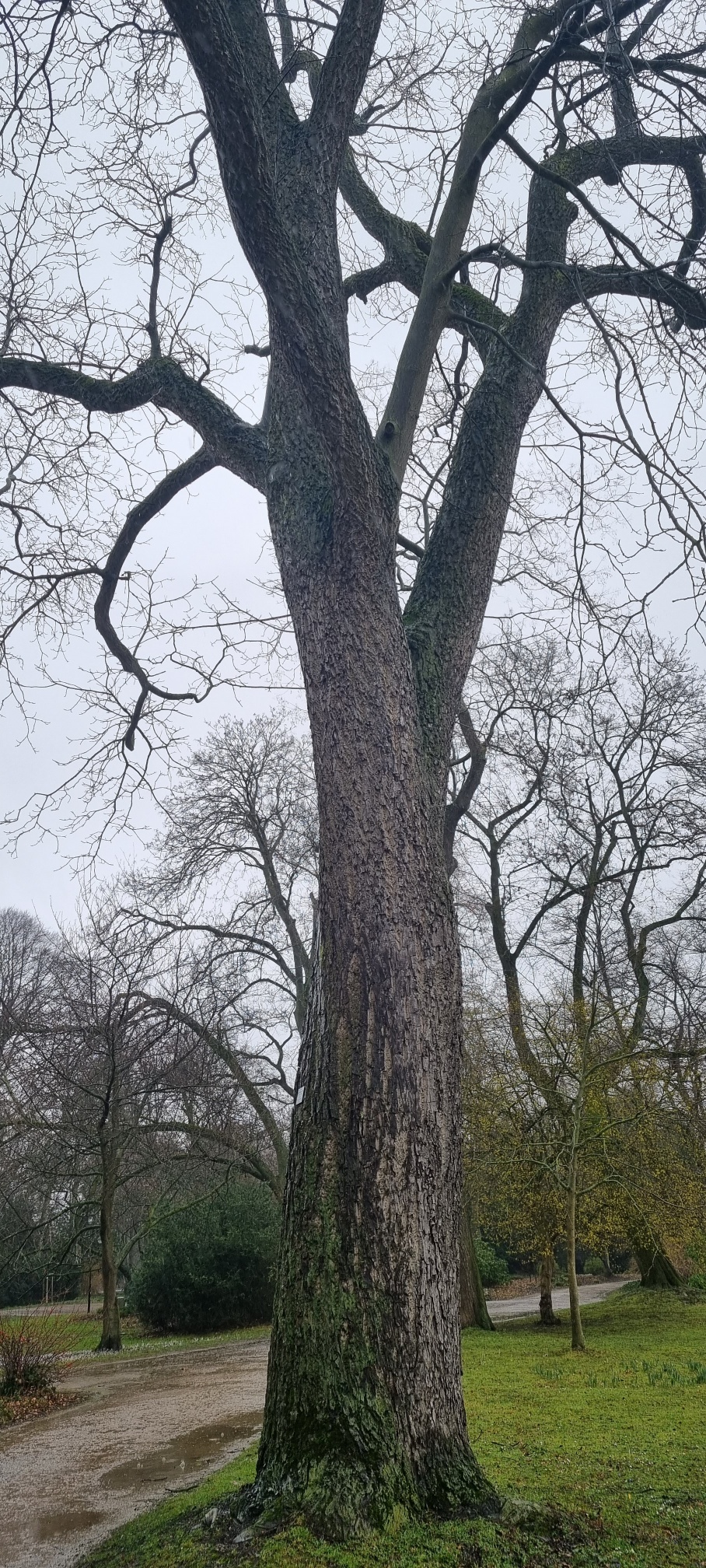 Juglans × intermedia - Düsseldorf - 2023