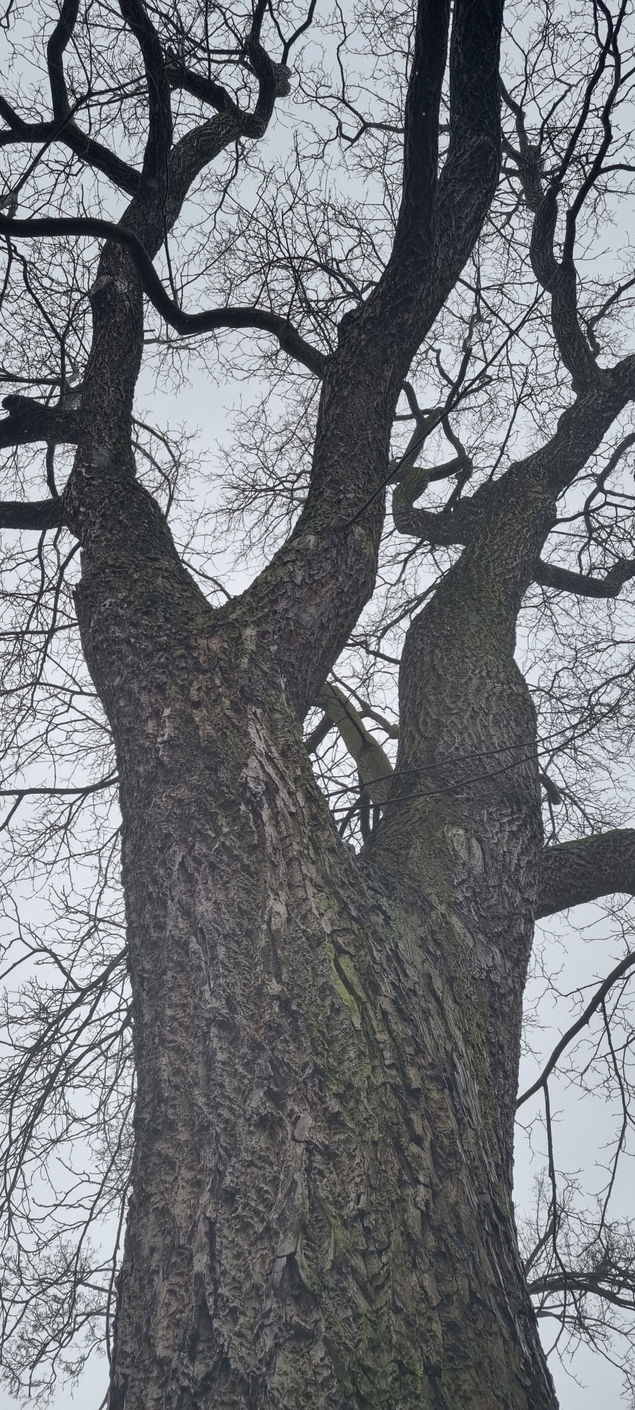 Juglans × intermedia - Düsseldorf - 2023