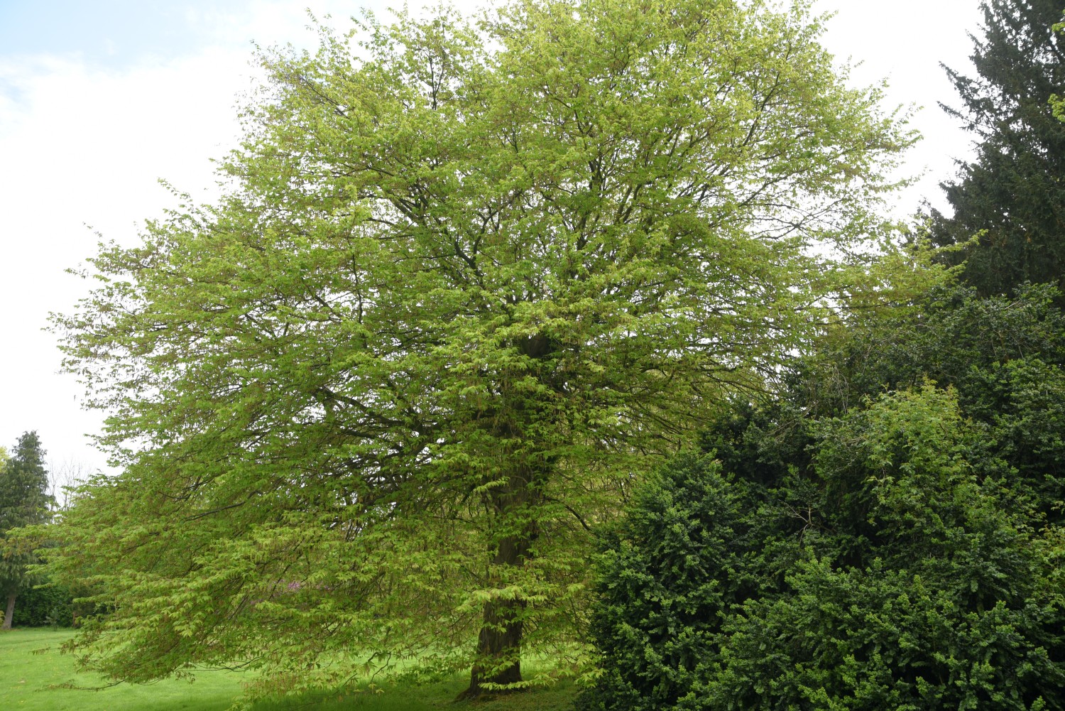 'Quercifolia' betulus Carpinus