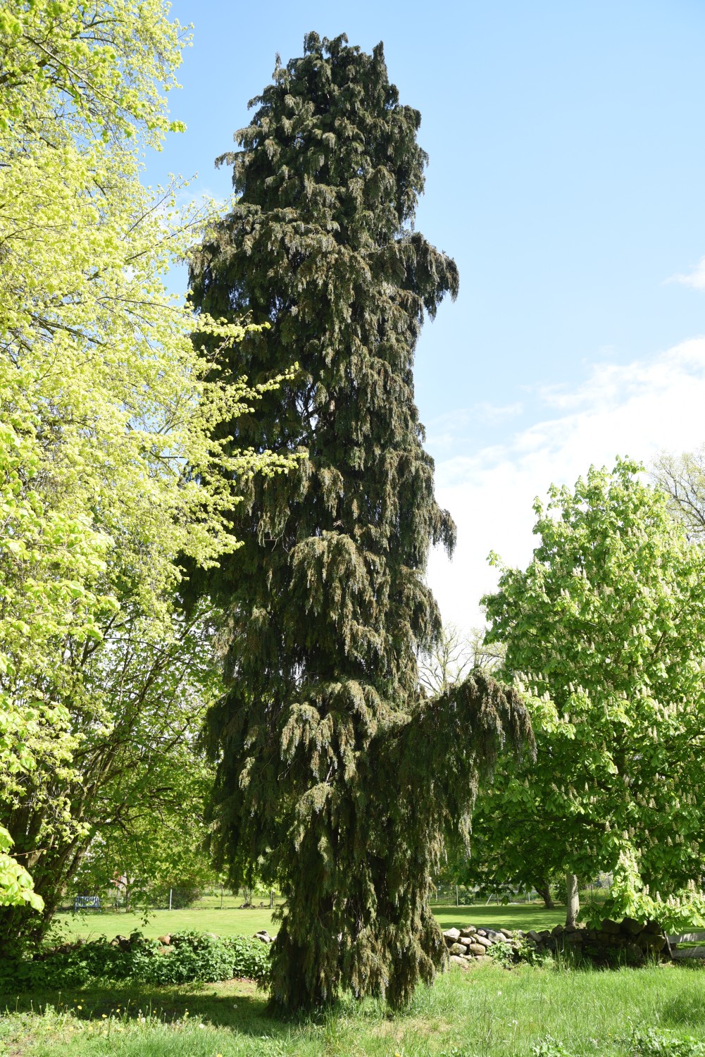'Pendula Vera' Chamaecyparis lawsoniana