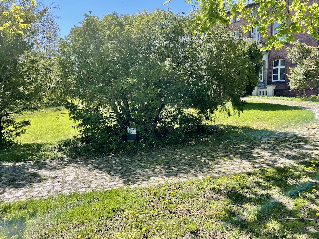 Cephalotaxus harringtonia var. drupacea - Losentitz - Mai 2023