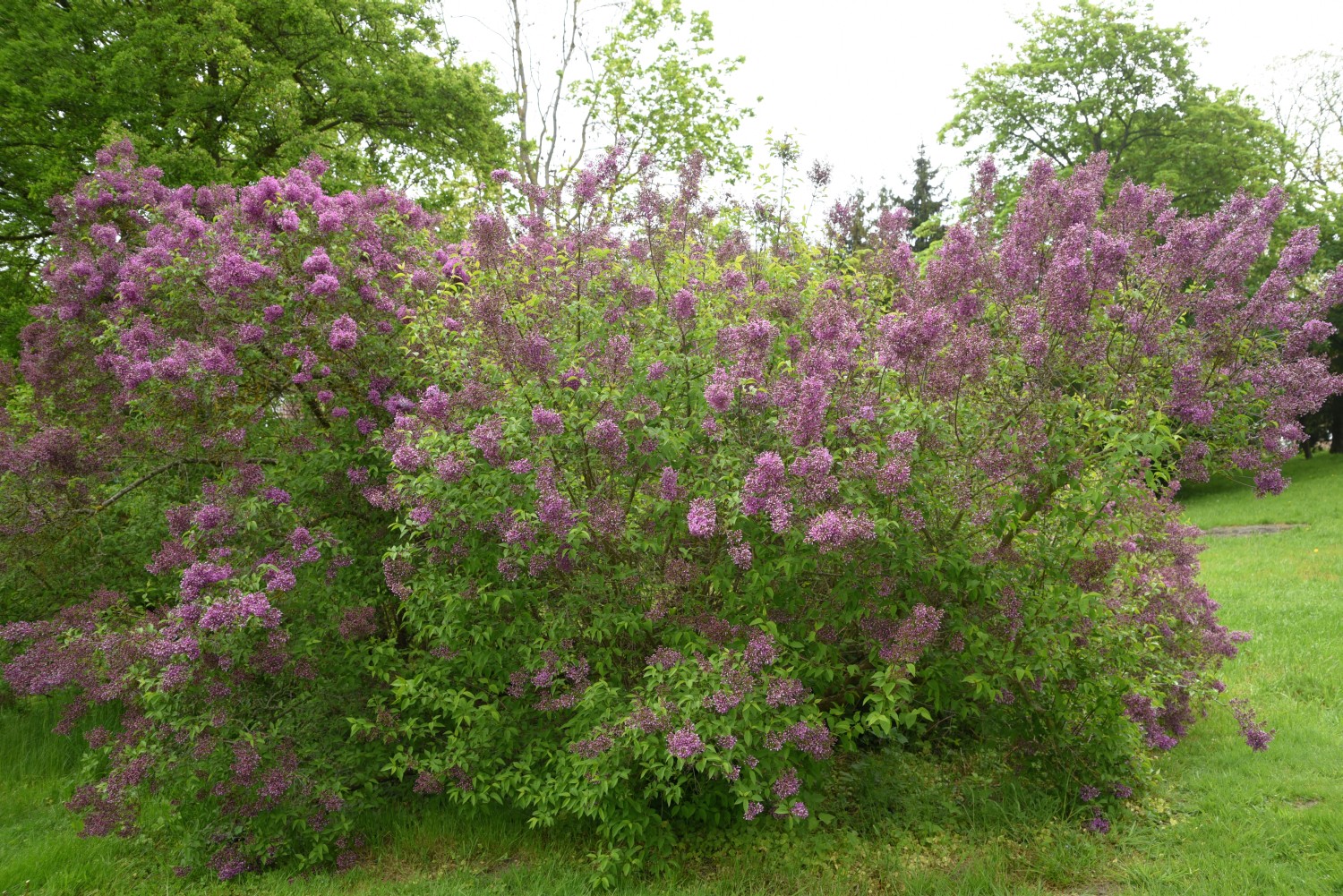 'Chinensis' × persica Syringa